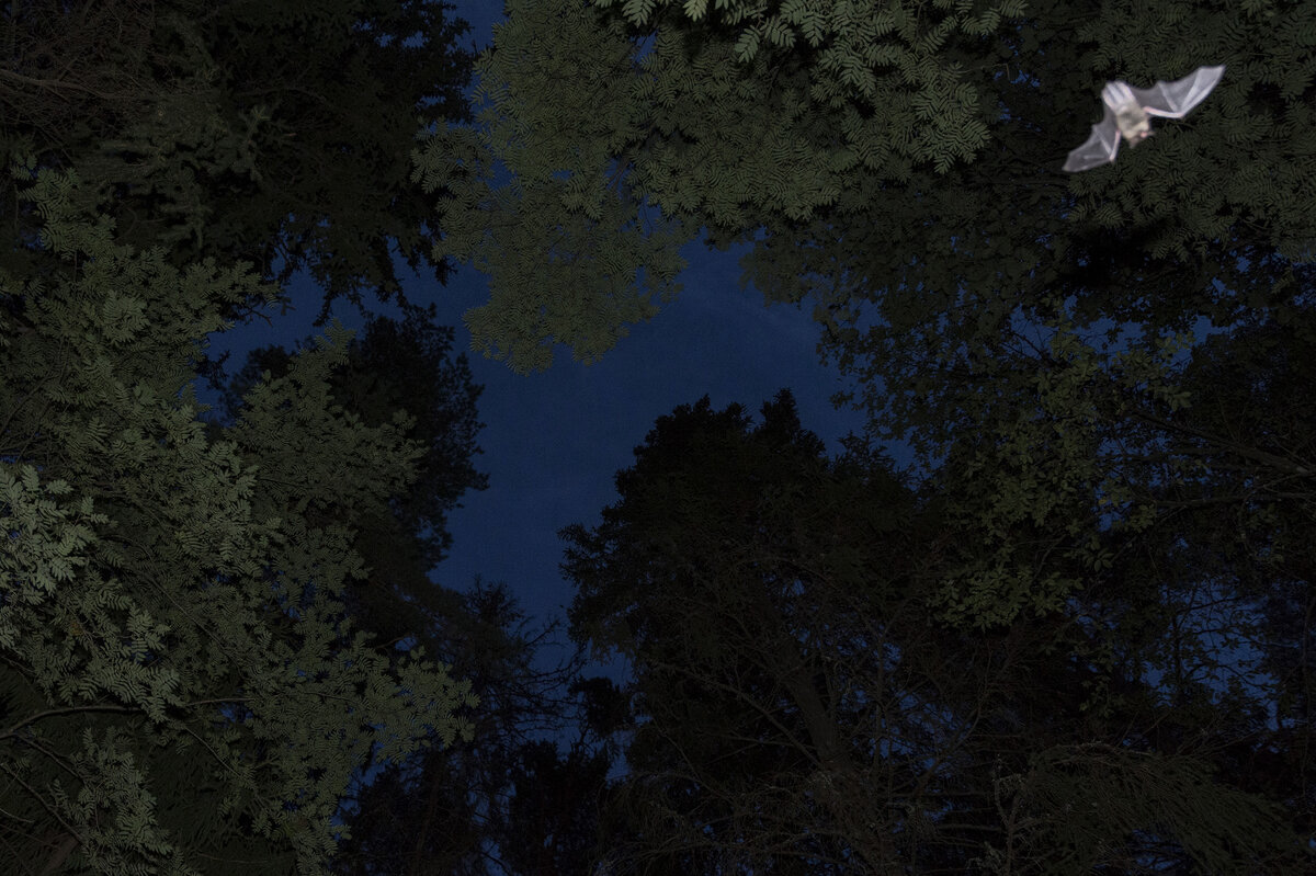 Lepakko lensi sisään asuntoon Herttuankulmassa Turussa. Kuvan lepakko on kuvattu Katariinanlaaksossa.