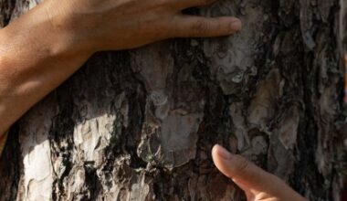 Tutustu puupersooniin ja opi puista! Puunhalausviikkoa vietetään 25.–31.8.2025 jo 10. kertaa