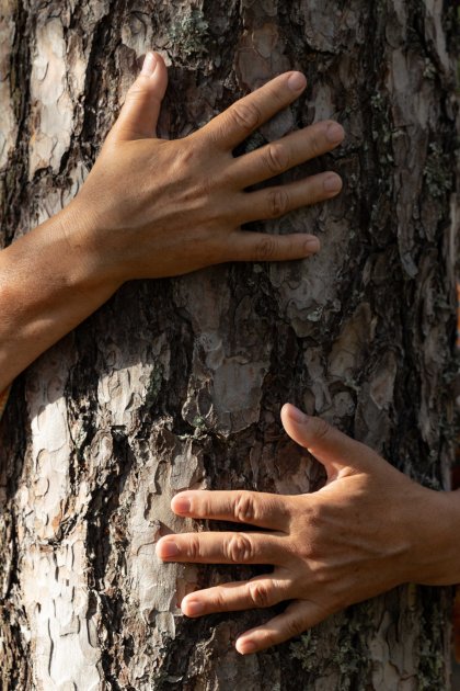 Tutustu puupersooniin ja opi puista! Puunhalausviikkoa vietetään 25.–31.8.2025 jo 10. kertaa