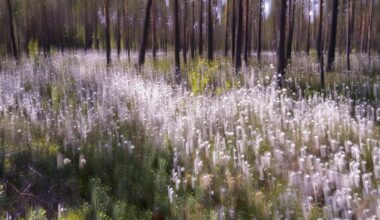 Luonto näkyy uudessa valossa Turun tuomiokirkossa