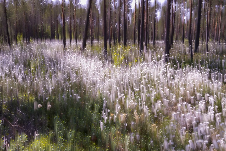 Luonto näkyy uudessa valossa Turun tuomiokirkossa