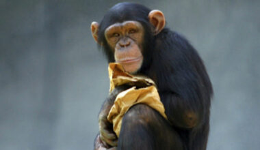 Simpanssi palautti turistin pudottamat silmälasit – videosta hitti – Stara