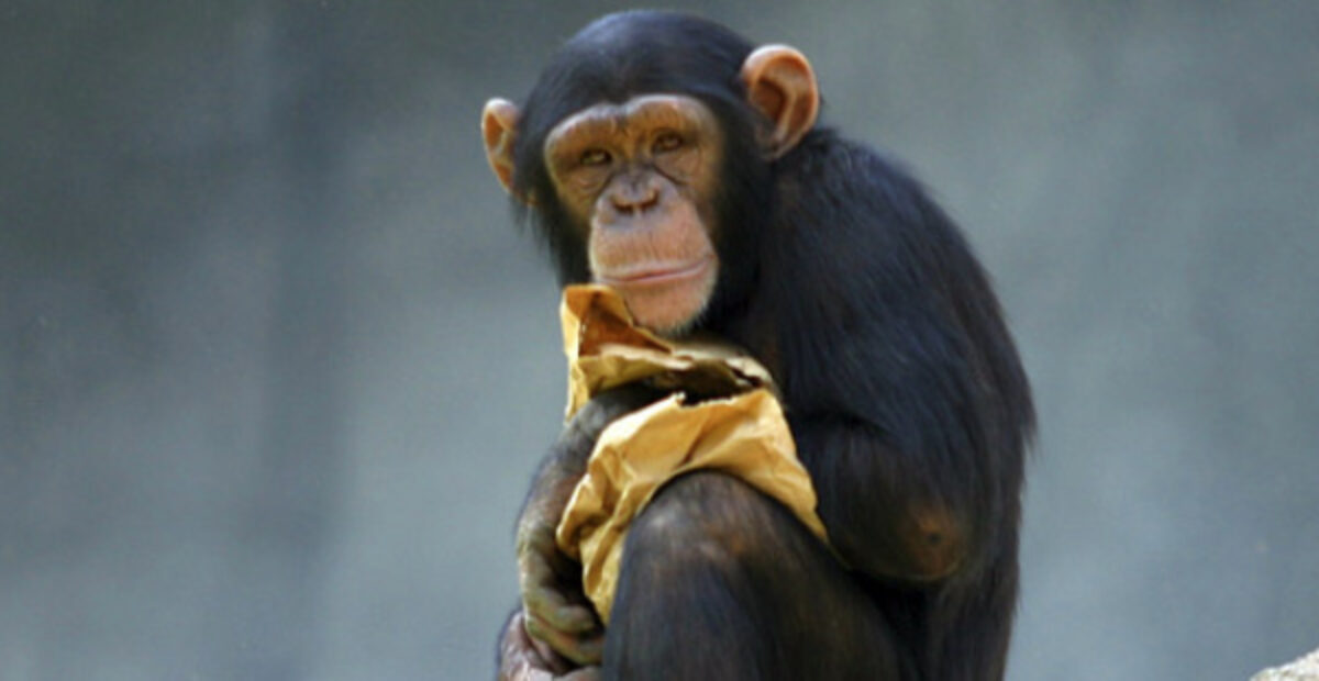 Simpanssi palautti turistin pudottamat silmälasit – videosta hitti – Stara