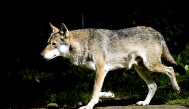 Ihmisen ja suden rinnakkaiselo koheni — SusiLife -hanke toi muun muassa tiloille 72 kilometriä petoaitaa