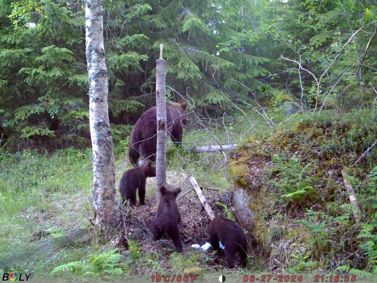 Lukijalta: Karhu syököön kamerat — Teknistyminen tuhoaa eräperinteen