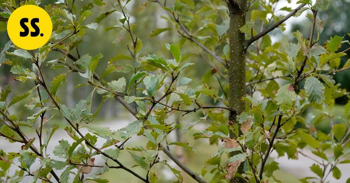 Puun oksat vaurioittivat auton kylkeä Maaningalla – auton omistaja vaati kaupungilta korvauksia | Savo