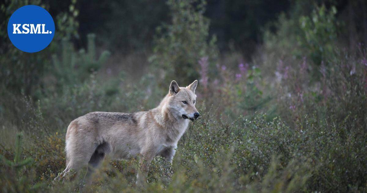 Susivahinkojen kokonaismäärä Suomessa on kasvanut – välkkyvät, ujeltavat ja ilmalla täyttyvät laitteet todettiin hyödyllisiksi susikarkottimia testanneen hankkeen aikana | Uutissuomalainen