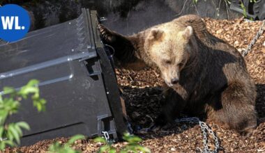 Katso video | Varkautelainen Jari Taavitsainen kurkisti ikkunasta ja ällistyi – Isokokoinen karhu söi pihalla omenoita | Paikalliset