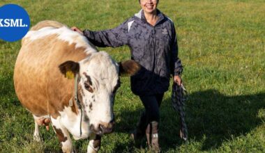 Tämä lehmä sai laulaja Eija Kantolankin kyyneliin – hankasalmelainen Mollamaija nähdään taas Farmi-Suomessa | Keski-Suomi