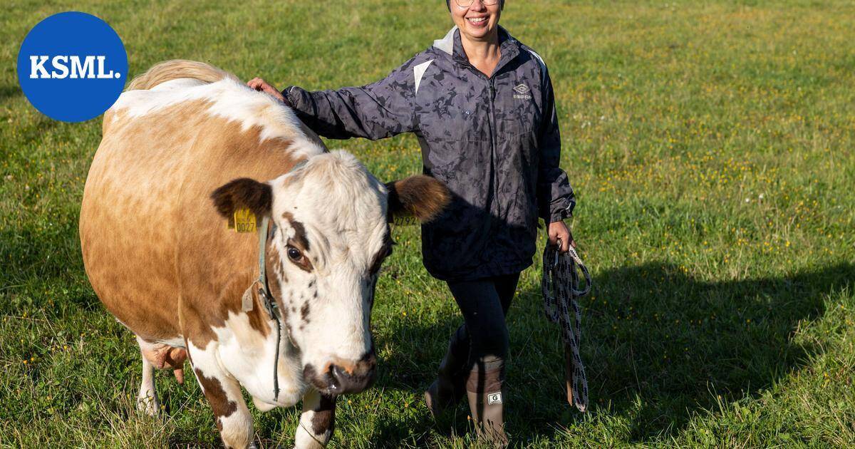 Tämä lehmä sai laulaja Eija Kantolankin kyyneliin – hankasalmelainen Mollamaija nähdään taas Farmi-Suomessa | Keski-Suomi