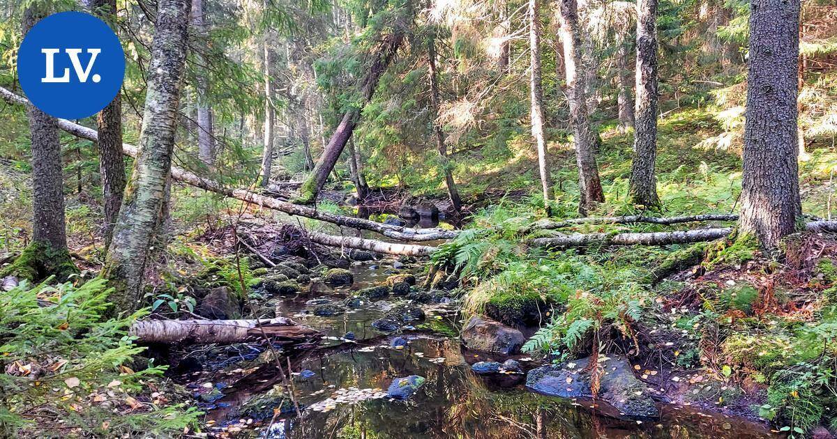Hyvä uutinen | Teknologiajätin lahjoitus mahdollistaa luontoalueiden suojelun Espoossa, Vihdissä ja Kirkkonummella - Länsiväylä