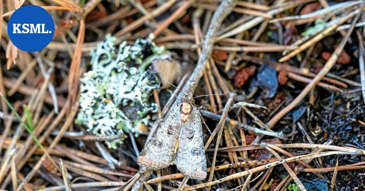 Luonto kuvaan | Tulilude ja kirjomorsiusyökkönen ovat Suomen luonnon tulokaslajeja – Jussi Murtosaari onnistui kuvaamaan harvinaisuudet Ahvenanmaalla | Teemat