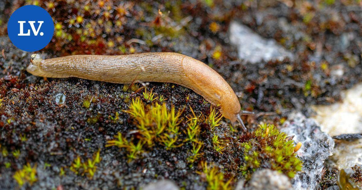 Luonto | Suomessa elää yli 90 etana- ja kotilolajia – näitä puutarhan vieraita viherpeukalon ei tarvitse säikähtää | Paikalliset