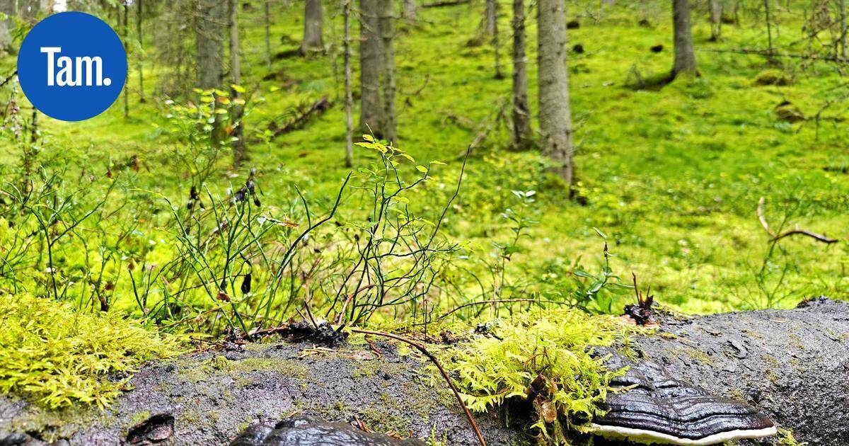 Supasta Tampereen seudulle uusi luonnonsuojelualue | Paikalliset