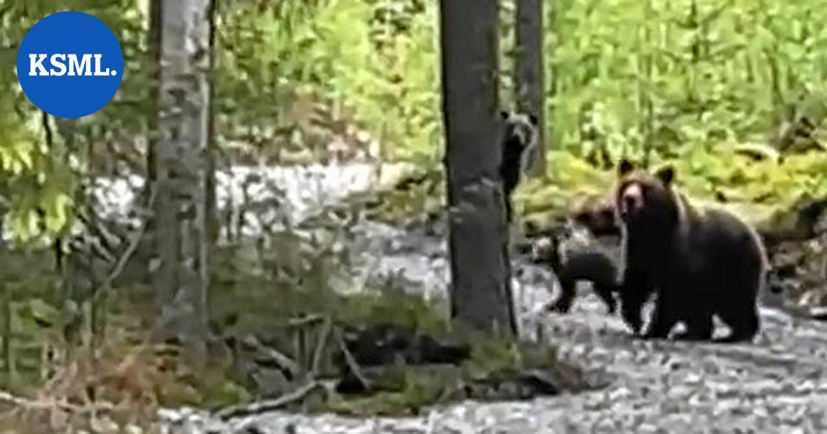 Karhut liikkuvat nyt vilkkaasti Keski-Suomessa – havaintojen määrä on yli kaksinkertaistunut viidessä vuodessa | Keski-Suomi