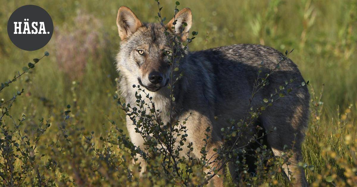 Sudeksi epäilty eläin hyökkäsi metsästäjän ja koiran kimppuun Lopella – metsästäjälle raapimisjälkiä | Uutissuomalainen
