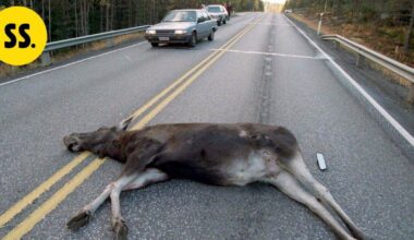 Hirvet jälleen aktiivisesti liikkeellä – erityistä valppautta tarvitaan aamu- ja iltaliikenteessä | Uutissuomalainen