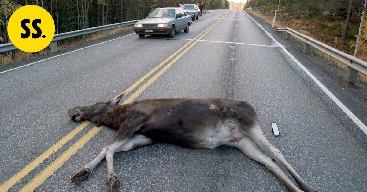 Hirvet jälleen aktiivisesti liikkeellä – erityistä valppautta tarvitaan aamu- ja iltaliikenteessä | Uutissuomalainen