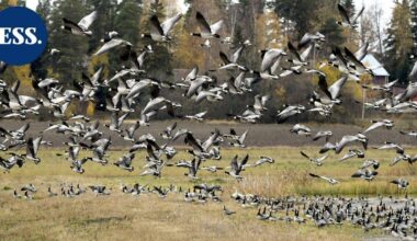 Hallituksessa erimielisyyttä valkoposkihanhien "pistämisestä pataan" | Uutissuomalainen