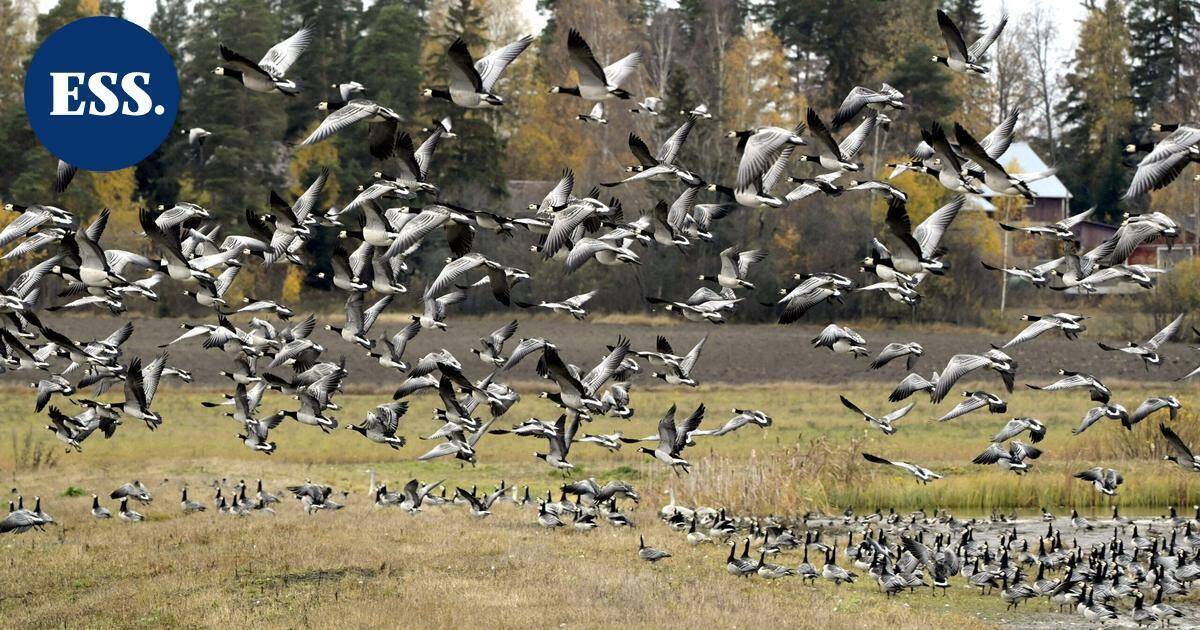 Hallituksessa erimielisyyttä valkoposkihanhien "pistämisestä pataan" | Uutissuomalainen