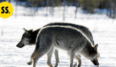 Pääkirjoitus | Suomen susikanta kestää metsästyksen | Pääkirjoitus & mielipide