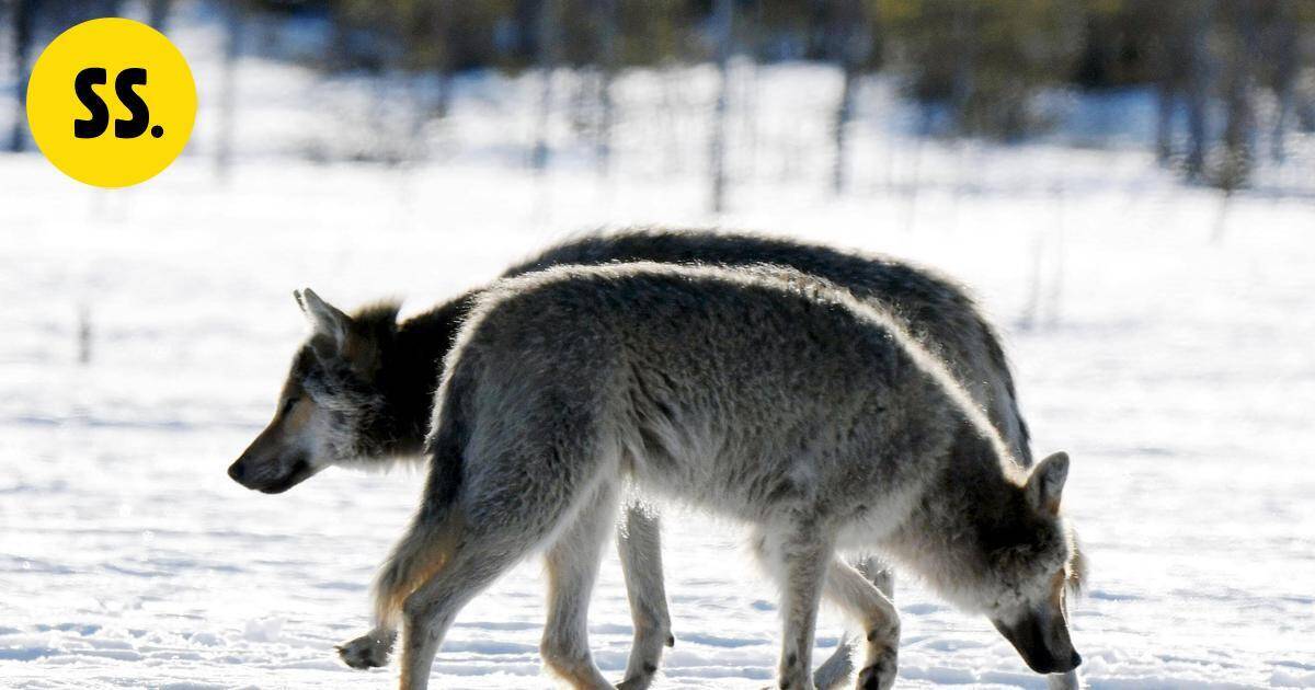 Pääkirjoitus | Suomen susikanta kestää metsästyksen | Pääkirjoitus & mielipide