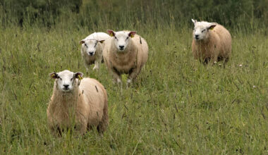 Syksyn pimetessä sudet iskevät – Kiikalassa samalle lammastilalle on hyökätty tänä vuonna jo kuudesti