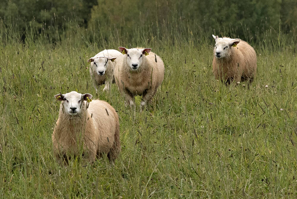 Syksyn pimetessä sudet iskevät – Kiikalassa samalle lammastilalle on hyökätty tänä vuonna jo kuudesti