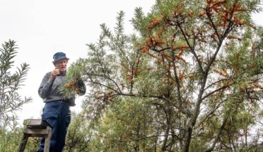 Lasse Kurpan mukaan tuholaisongelma on vakava haaste tyrninviljelylle, ja hän keksi siihen ratkaisun
