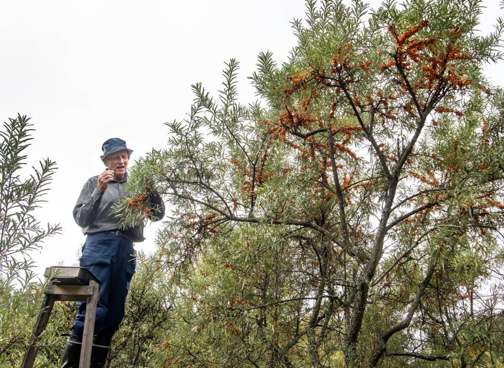 Lasse Kurpan mukaan tuholaisongelma on vakava haaste tyrninviljelylle, ja hän keksi siihen ratkaisun