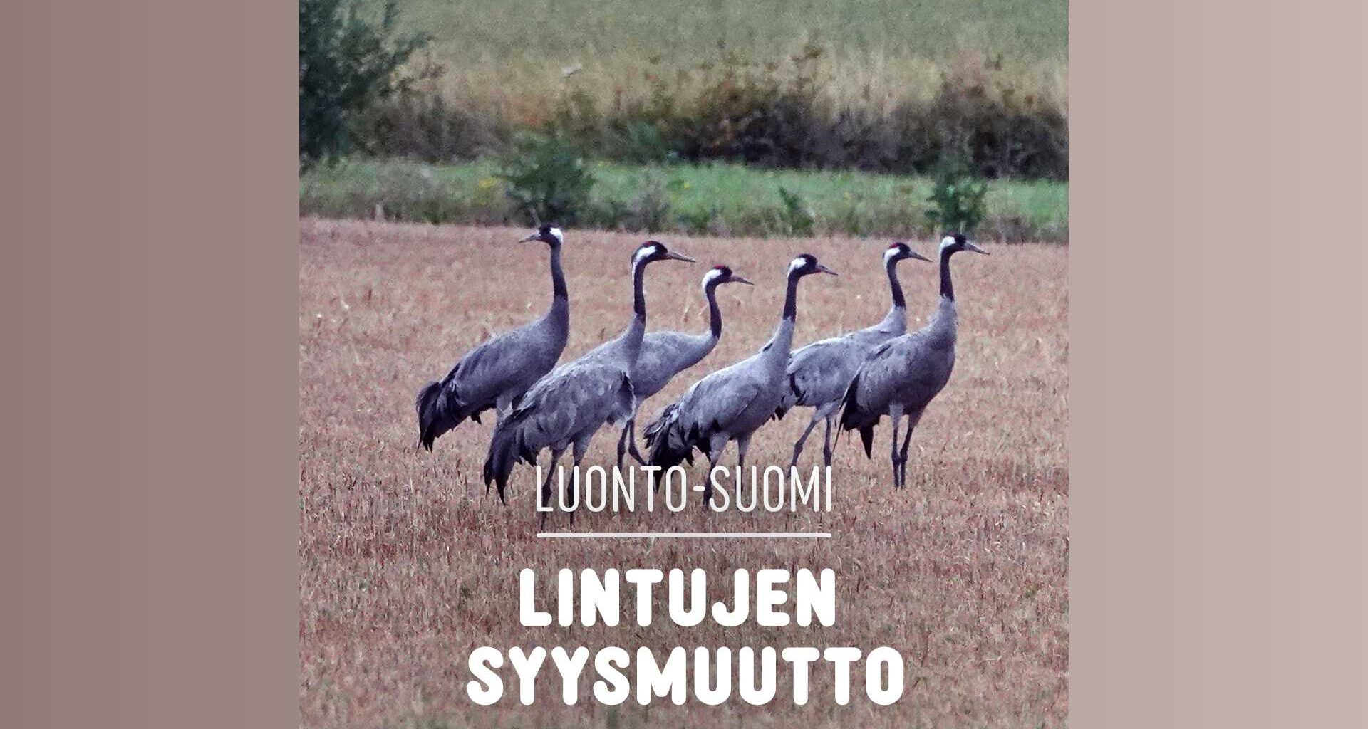 Lintujen syysmuutto | Luonto-Suomi | Yle Areena