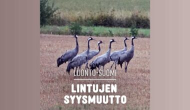 Lintujen syysmuutto | Luonto-Suomi | Yle Areena