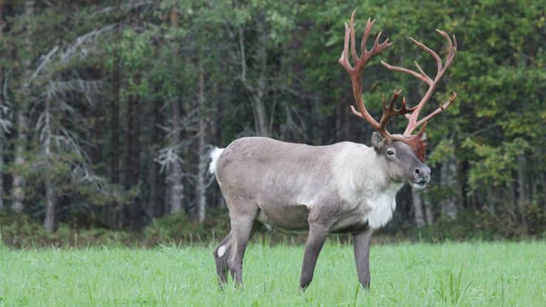 Metsäpeura on poroa selvästi kookkaampi.