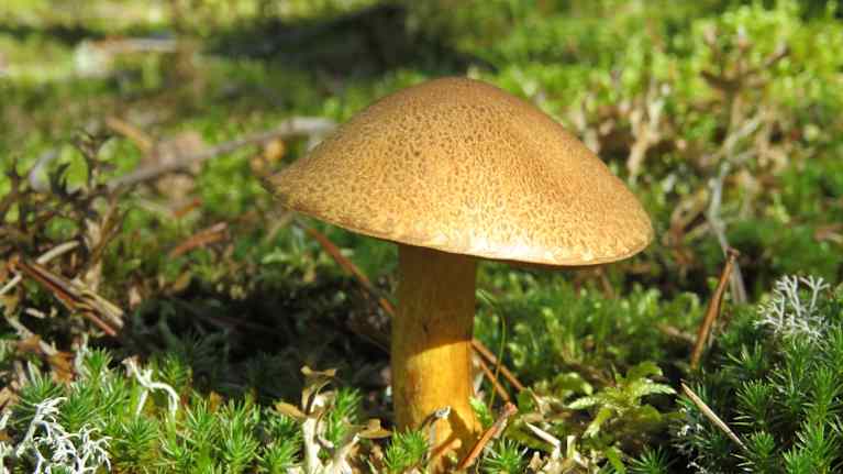 Kangastatti metsässä.