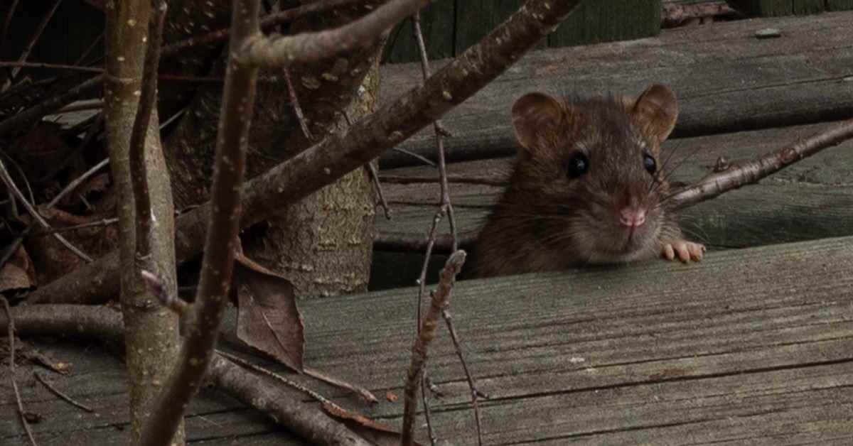 Äänekoskella viikoittain havaintoja rotista – ”Poikkeuk­sellista, että rottia näkyy päivälläkin”, sanoo ympäristö­terveystarkastaja | Keski-Suomi