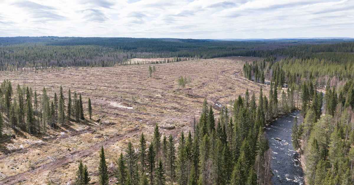 Hukkajoen raakkutuhoalueelta kaadetut puut levitetään Hossan kansallispuistoon | Kotimaa