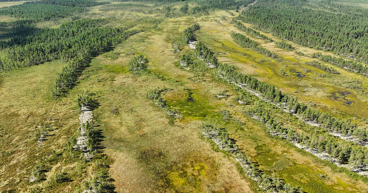 Keski-Pohjanmaalle ideoitu kansallispuisto­hanke seisoo nyt suunnittelupöydällä Kokkolassa – mahdollinen toteutus kaukana | Keski-Pohjanmaa