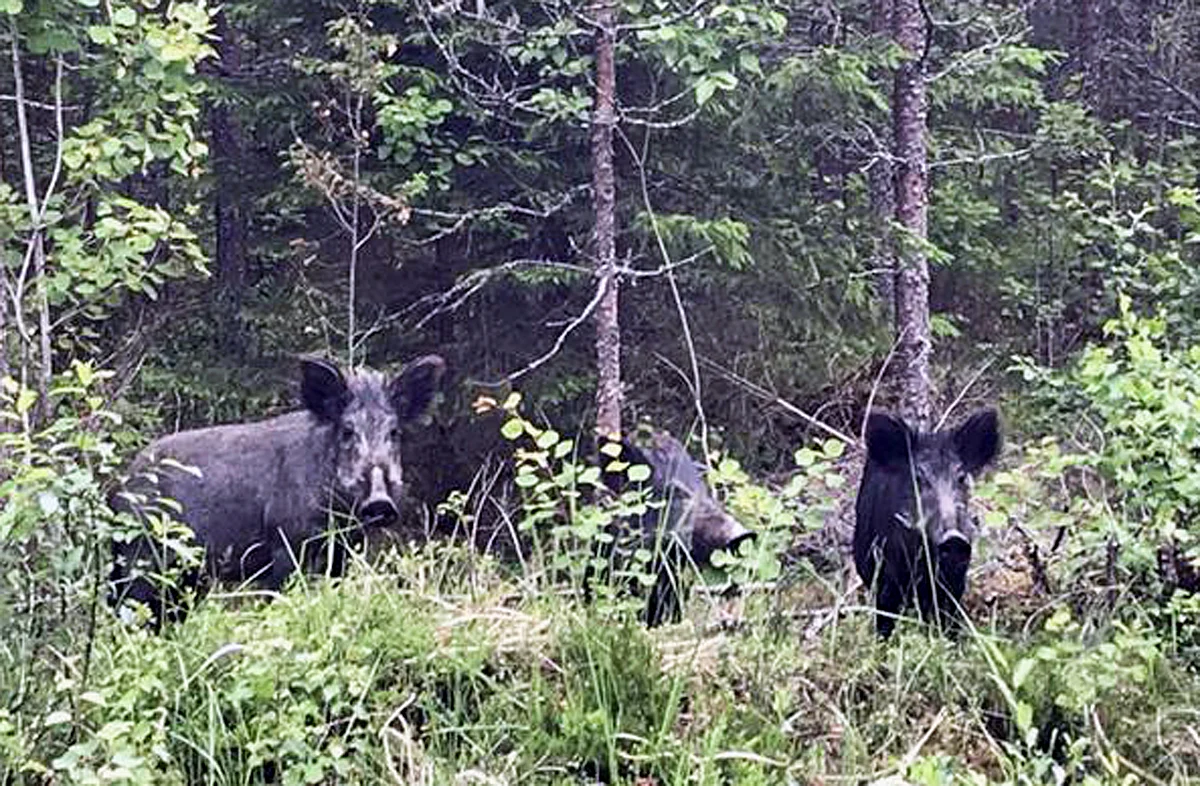 "Porsastuotto on valtava" – Villisikojen lisääntyminen panee Suupohjassa metsästäjät lujille, afrikkalaisen sikaruton vaarat tiedostetaan - Suupohjan Sanomat