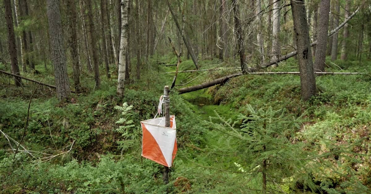 Suunnistuksen SM-kisoissa ikävä tilanne – kärkinimet jättivät kisan kesken auttaakseen loukkaantunutta urheilijaa | Urheilu