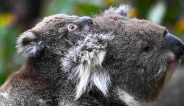 Australiassa keskeytetään valtavat hakkuut, jotta koalat saavat uuden suojelualueen | Ulkomaat