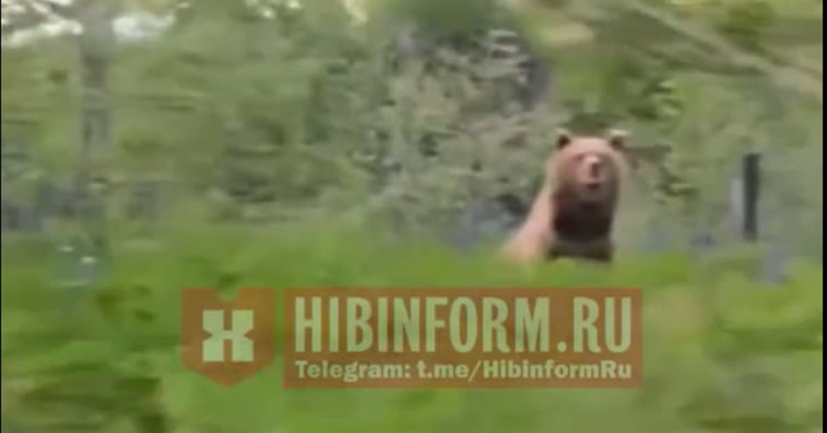 Karhu oppi avaamaan hauta-arkun ja opetti sen muillekin – siitä on tullut Venäjällä ongelma, joka on tuttu myös Suomessa | Kotimaa