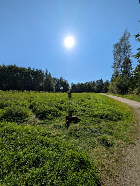 Pixel 10.