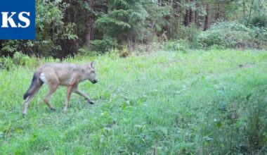 Susikanta kasvussa – alueellamme 15 dna-kokein todennettua yksilöä