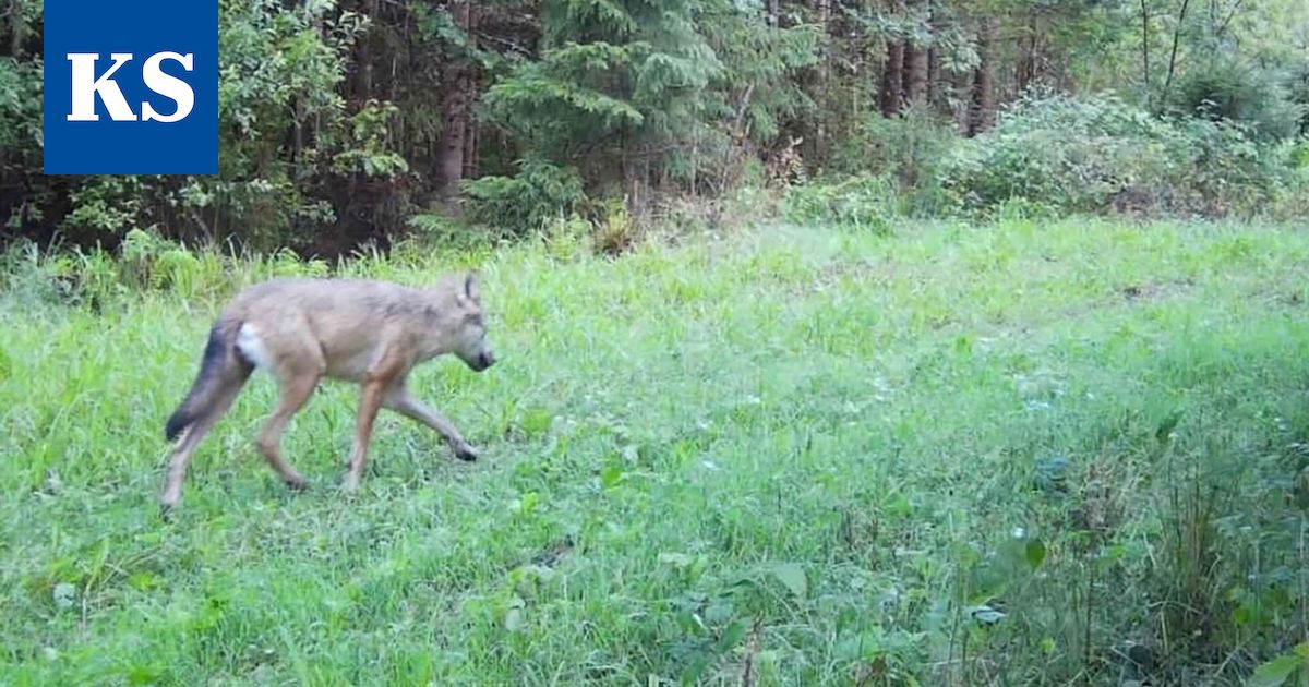 Susikanta kasvussa – alueellamme 15 dna-kokein todennettua yksilöä