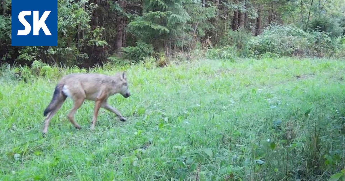 Eläimet | Susikanta on kasvussa Pohjois-Satakunnassa – ”Alueellamme on 15 dna-testein varmistettua yksilöä” - Satakunnan Kansa
