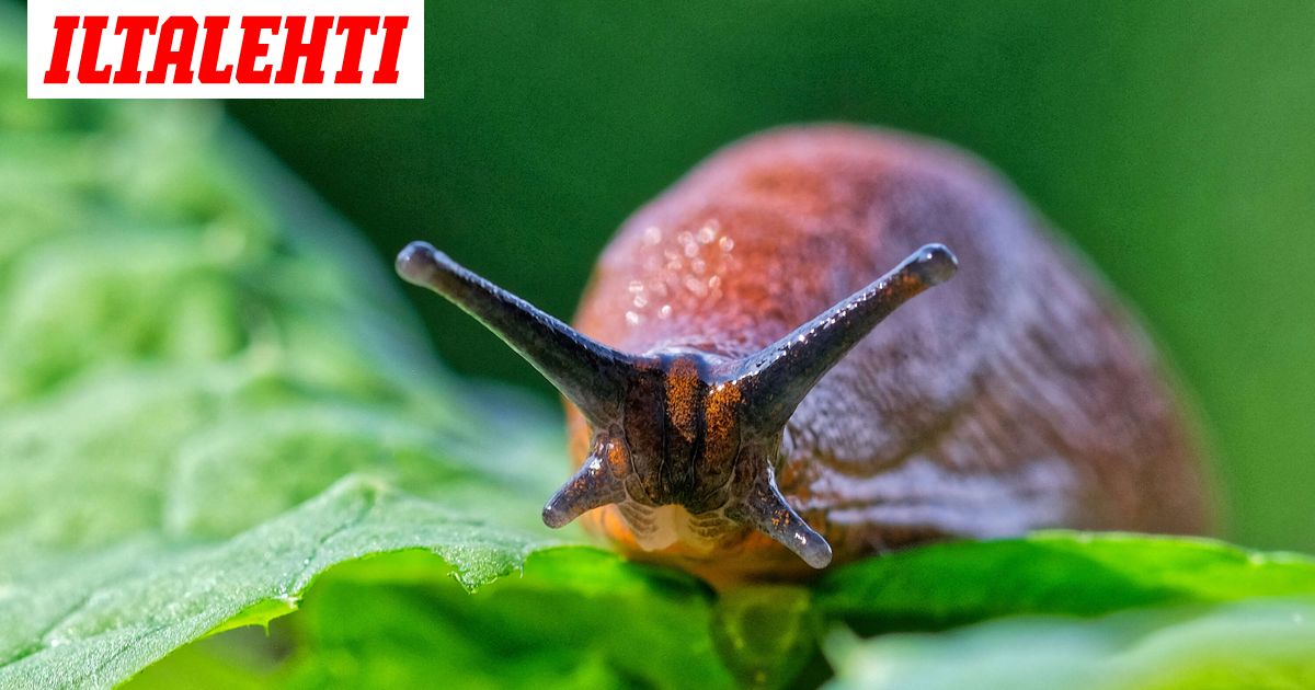 Saksassa asukkaita piinanneen ”ovikellopilan” takana ei ollutkaan ihminen