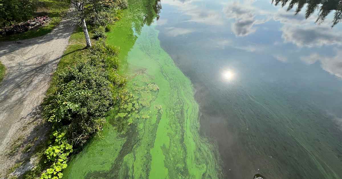 Sinilevää kerääntyi lautoiksi Vanajan rannoille maanantaina, tiistaina lautat olivat hävinneet | Kanta-Häme