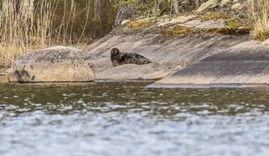 Naali ja saimaannorppa nousivat laajan luontoselvityksen valopilkuiksi - Metsä