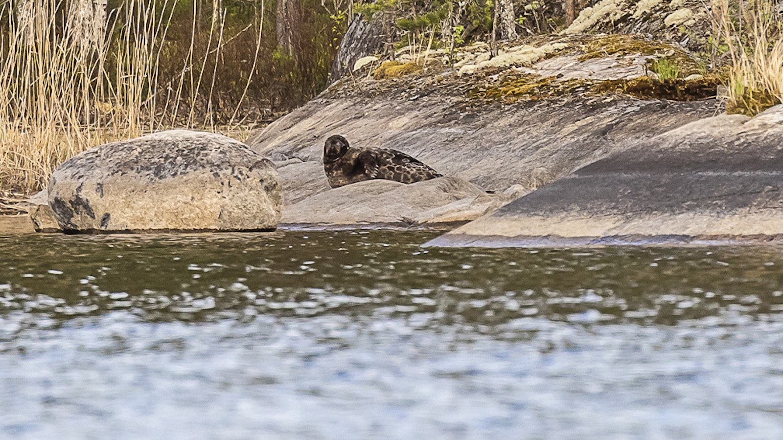 Naali ja saimaannorppa nousivat laajan luontoselvityksen valopilkuiksi - Metsä