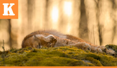 Aamuauringossa köllöttelevä ilves ja joutsenet tummanpuhuvassa maisemassa vakuuttivat tuomarit Kuusamo Nature Photo -kilpailussa